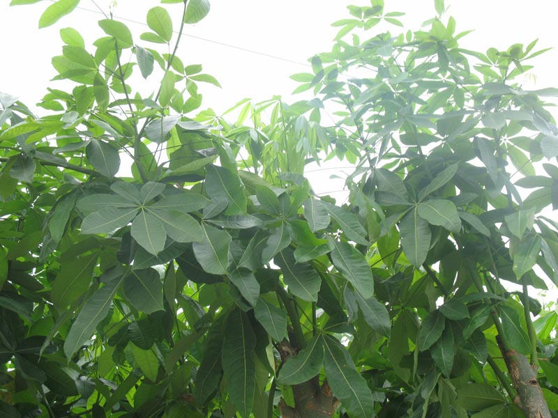 发财树5.jpg