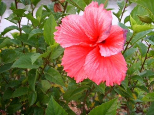 扶桑花叶子发黄