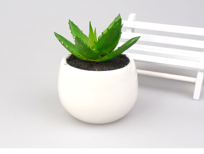 盆栽芦荟3.jpg