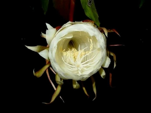 昙花怎么养
