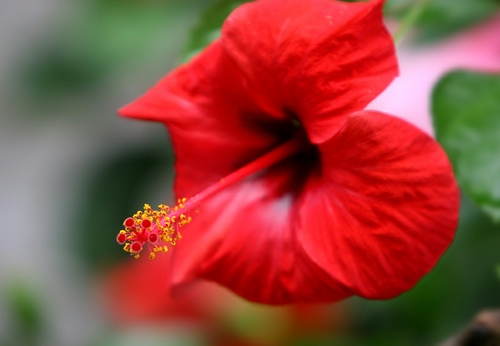扶桑花有毒吗