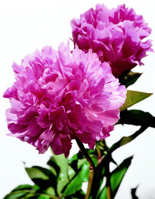 花4.jpg