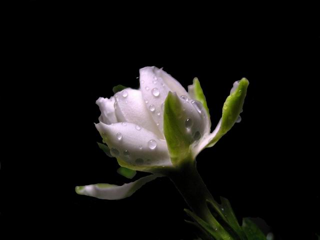 栀子花6.jpg