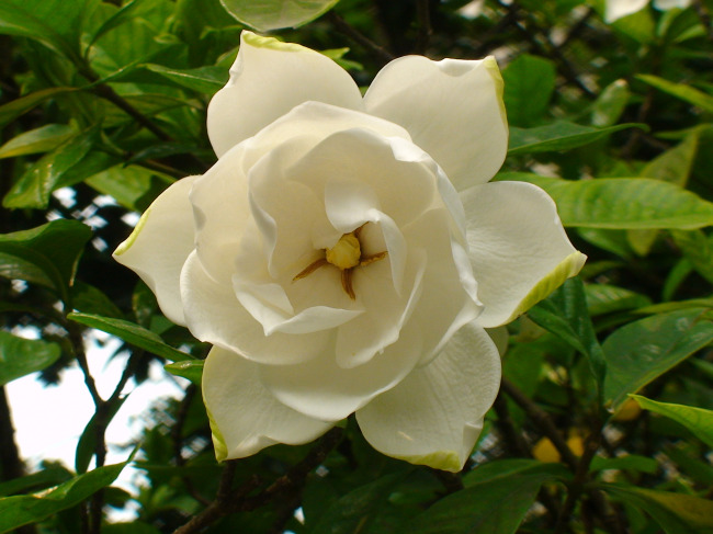 栀子花3.jpg