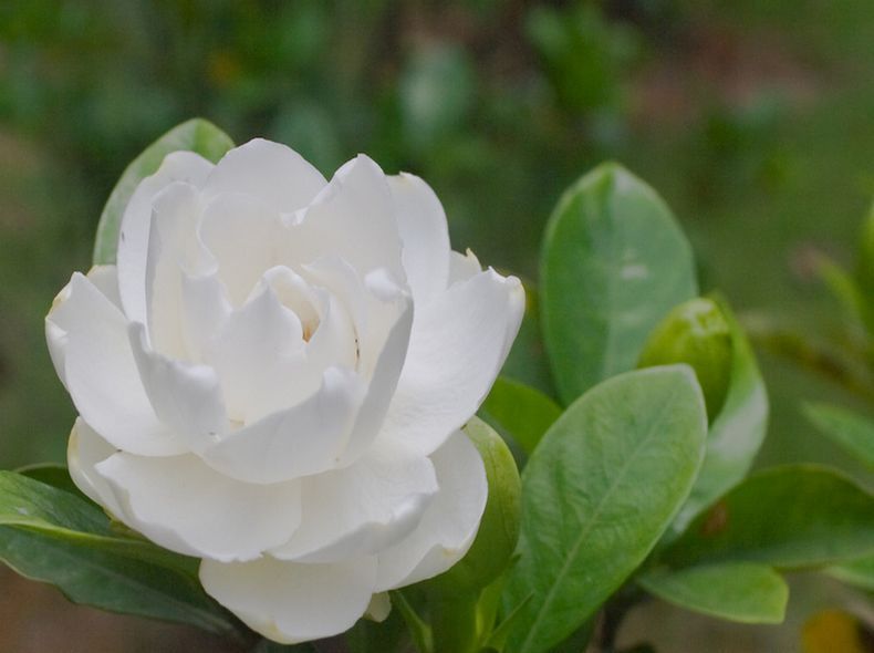 栀子花5.jpg