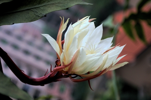 昙花可以吃的吗