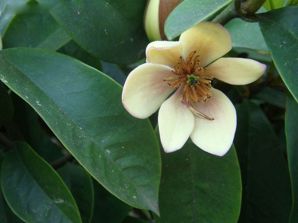 如何养含笑花？

