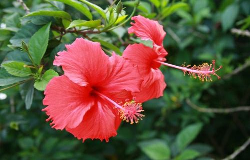 扶桑花怎么养