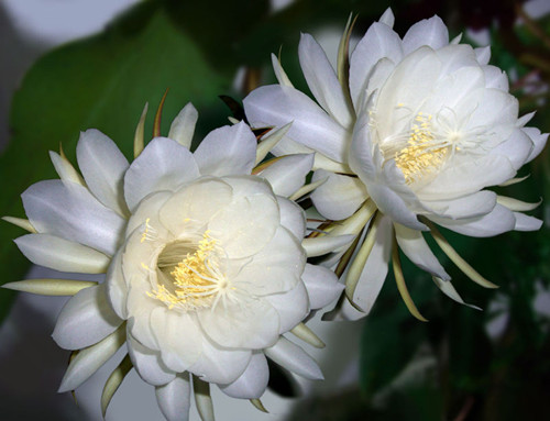 昙花的养殖方法