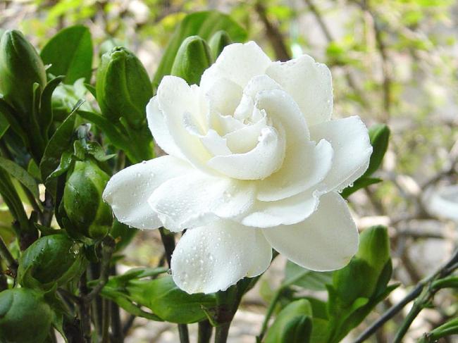 栀子花4.jpg