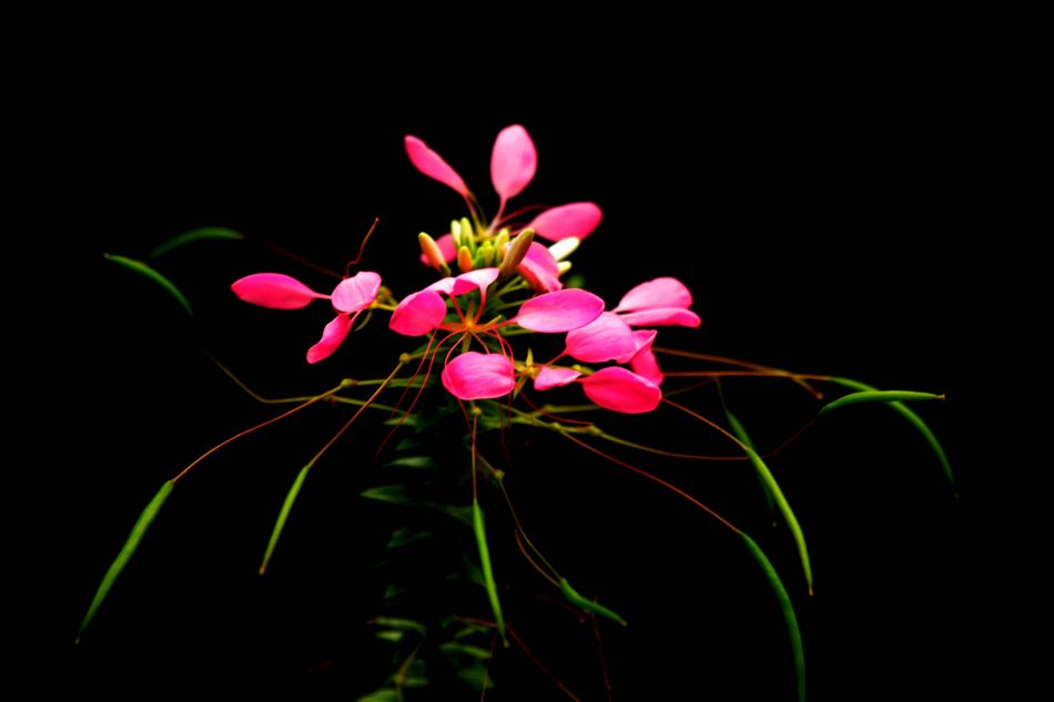 怎样栽培醉蝶花