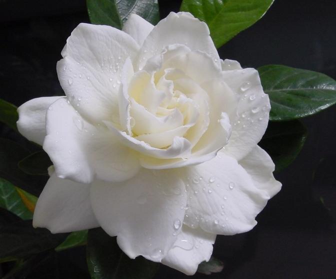 栀子花2.jpg