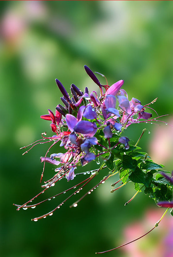 怎样栽培醉蝶花