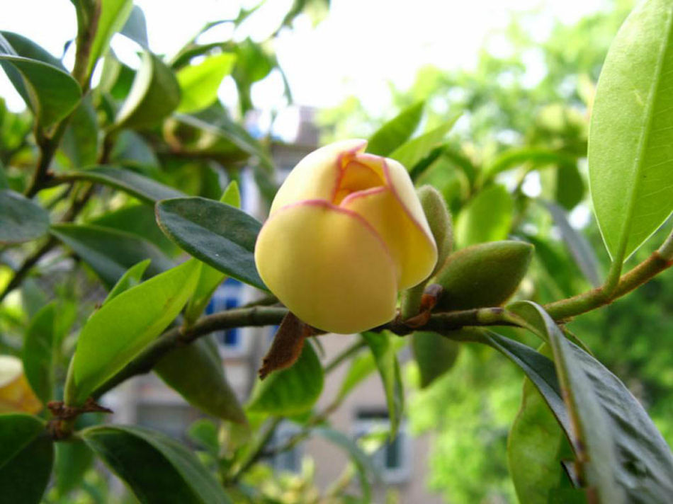 如何养含笑花？
