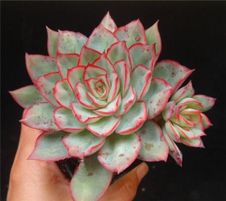 月光女神,Echeveria Moon Gad varnish,月光女神怎么养