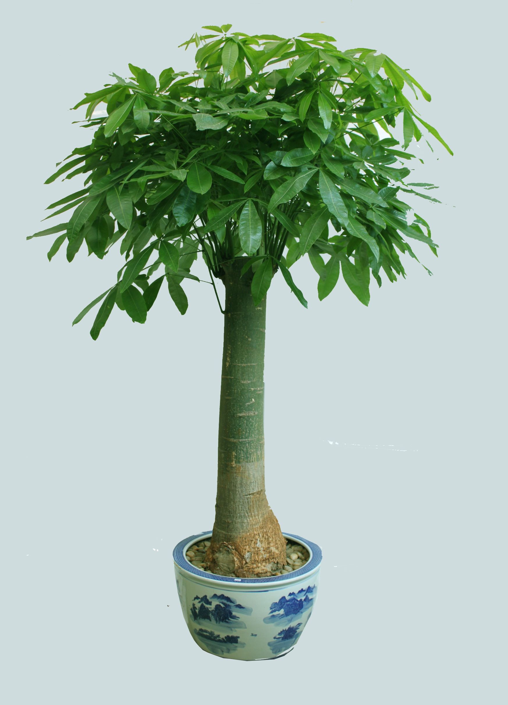 发财树3.jpg