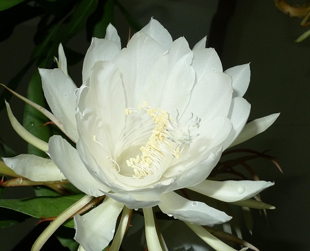 昙花的作用