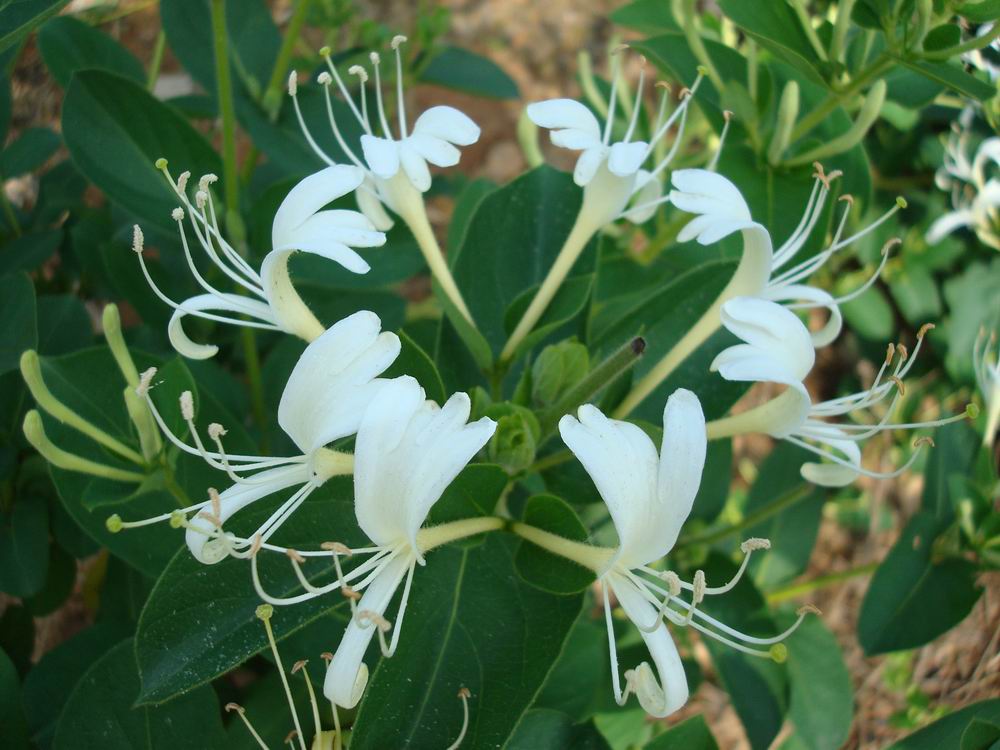 金银花.jpg