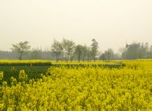 油菜花图片集锦